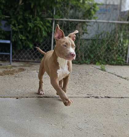 Shiawassee Humane Society in Owosso, MI