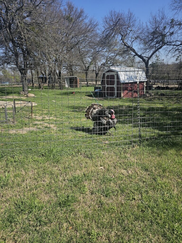 Shutt'er Down Ranch & Rescue in Farmersville, TX