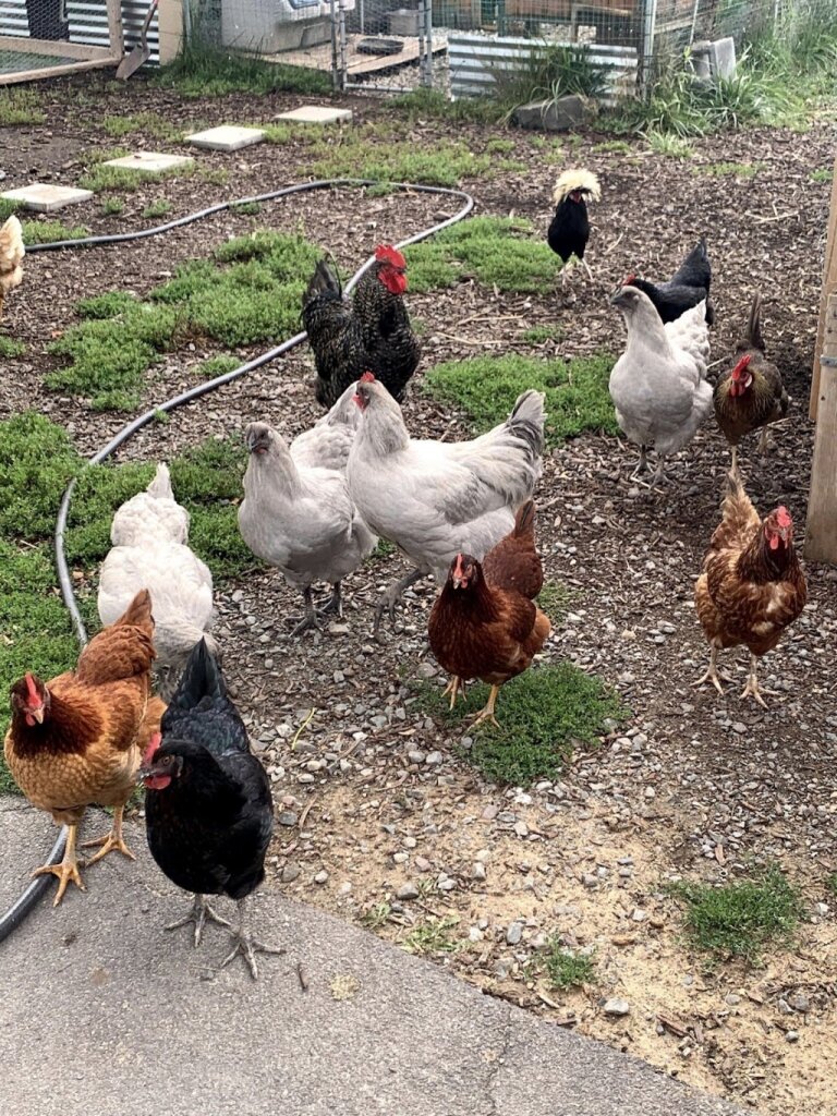 Sleepy Hollow Acres Rescue for Animals animal shelter in Lake Ariel, PA