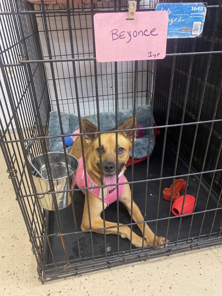 Small Miracles Cat & Dog Rescue in Ellicott City, MD