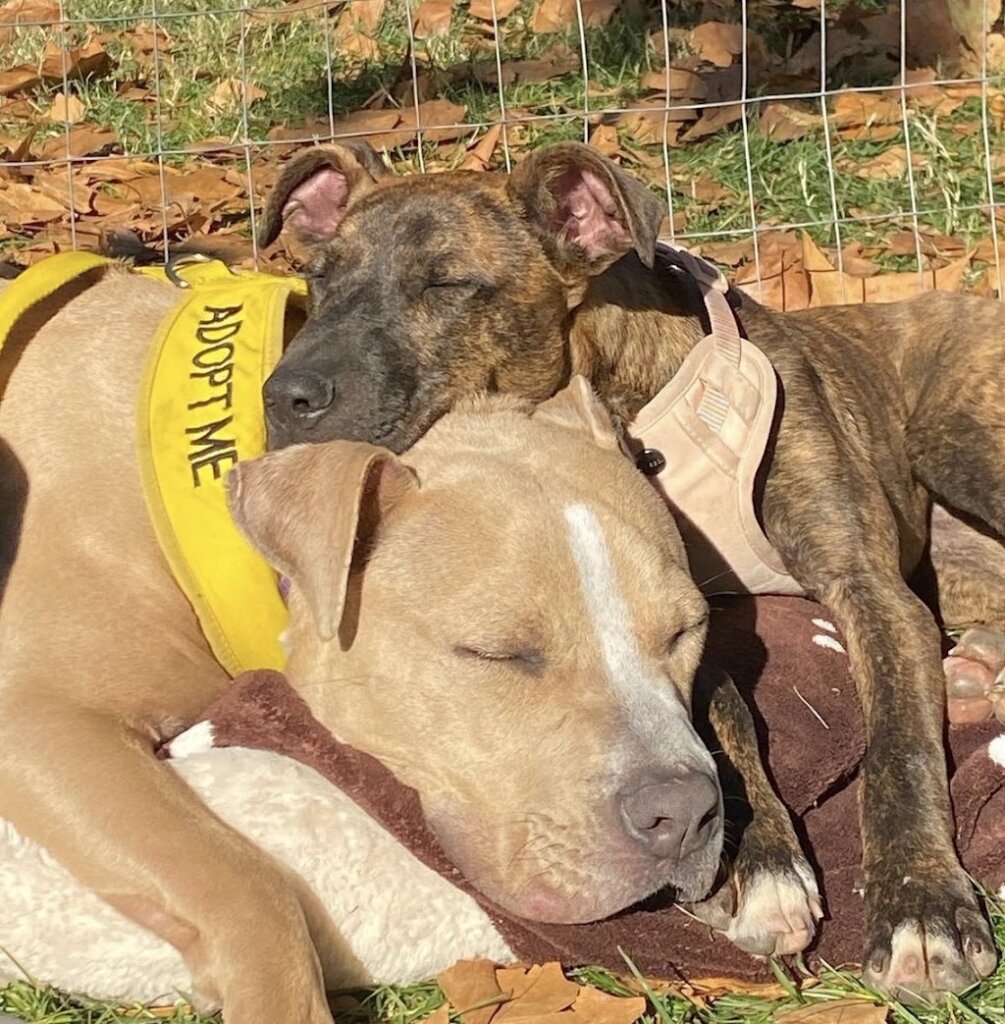 Society For Prevention-Cruelty / SPCA Of The Triad animal shelter in Greensboro, NC