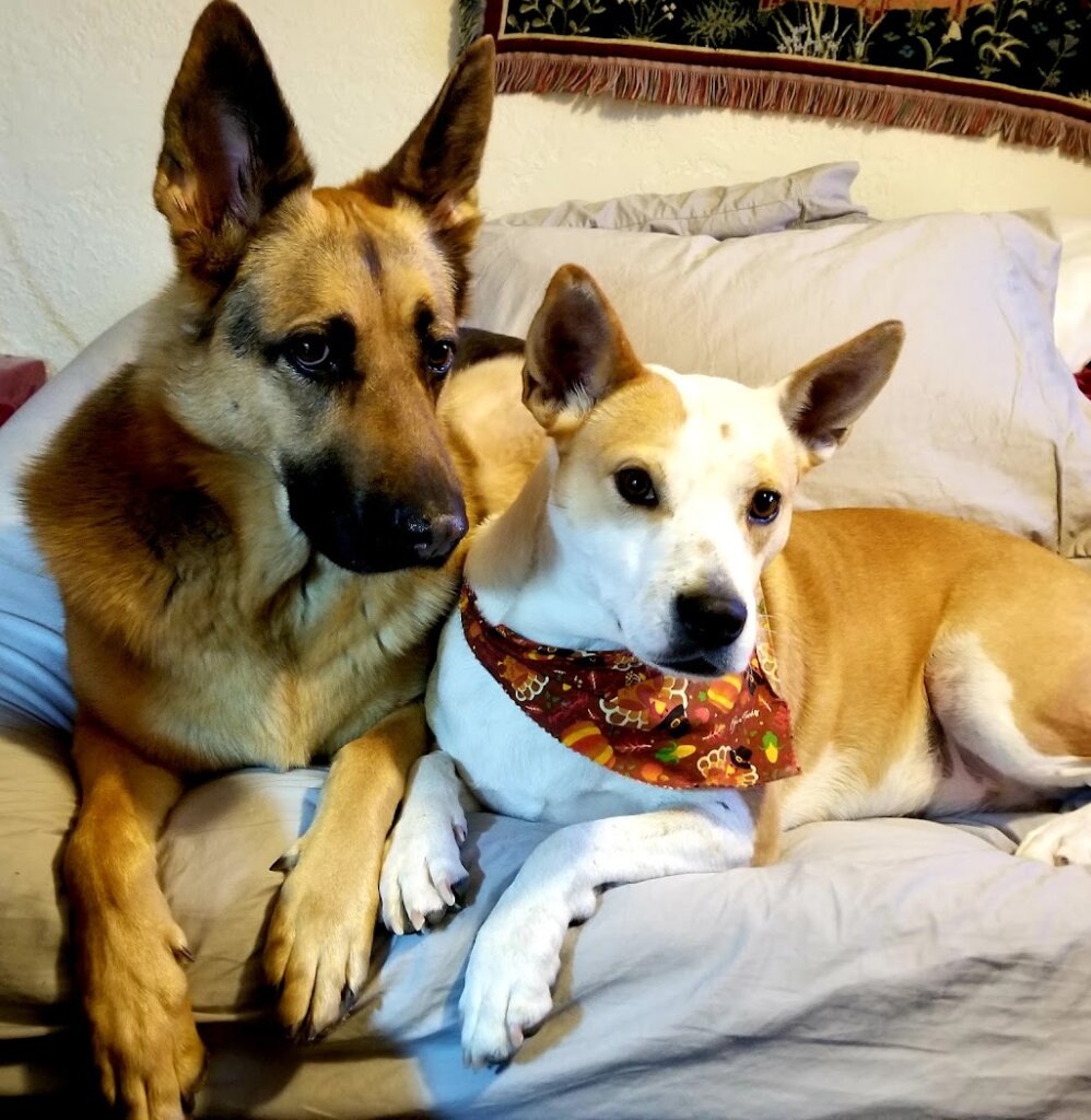 Socorro Animal Shelter & Adoption Center in Socorro, NM