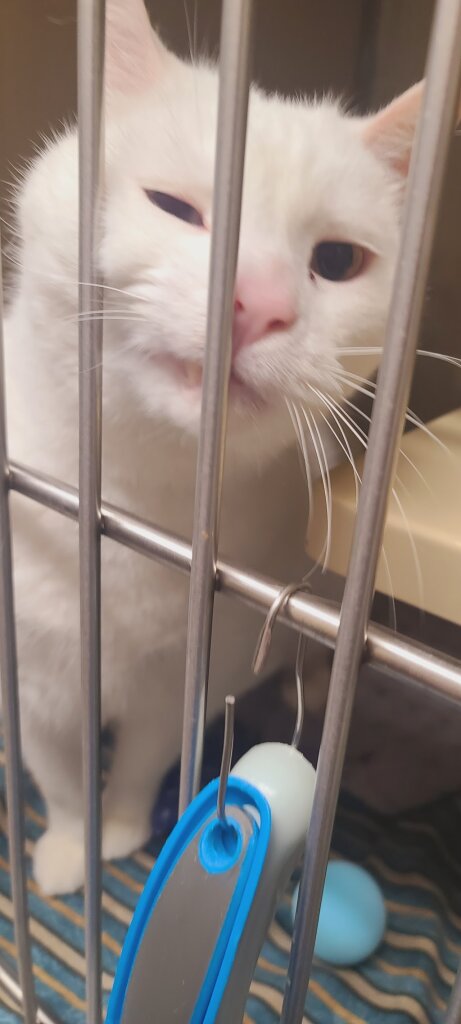Somerset Animal Shelter in Skowhegan, ME