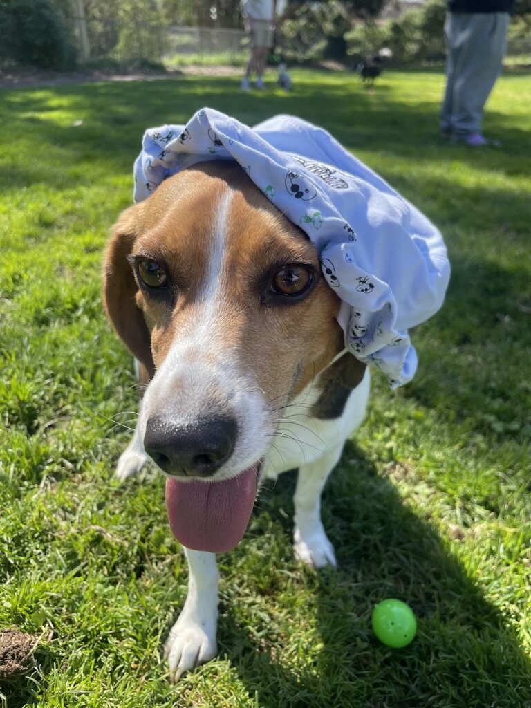 SOS Beagle Rescue - NJ in Waterford, NJ