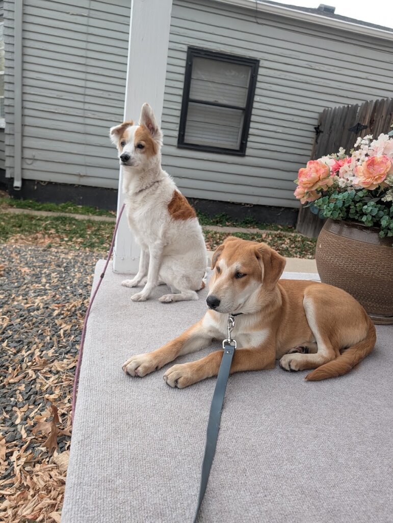 Soul Dog Rescue animal shelter in Fort Lupton, CO