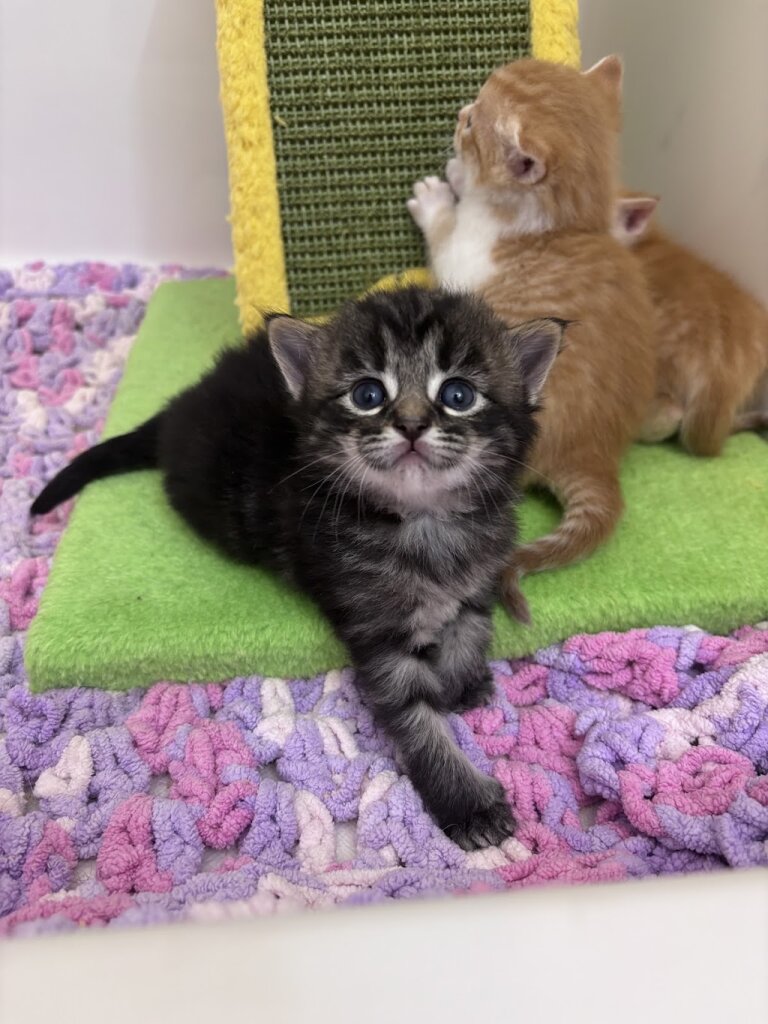 Sour Patch Kitties Rescue & Rehab in Lapeer, MI