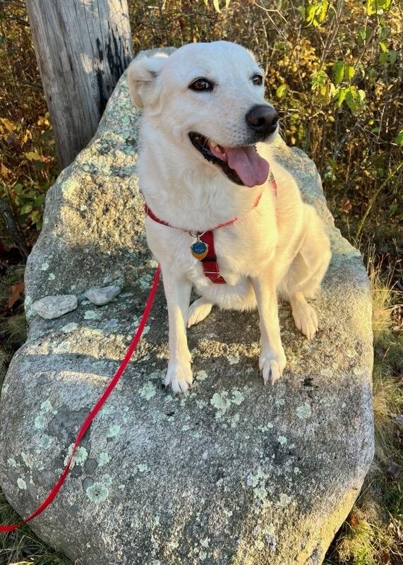 South Kingstown Animal Shelter (formerly SK Pound) in Peace Dale, RI