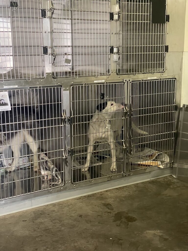 South LA Animal Shelter in Los Angeles, CA
