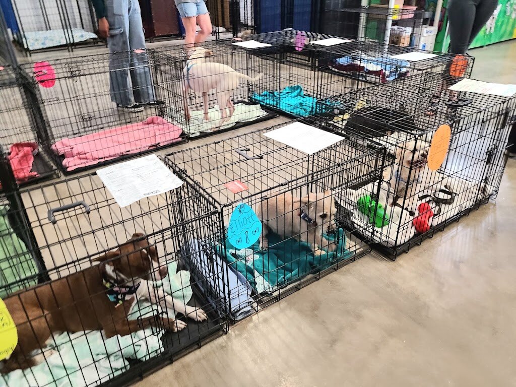 South Plains SPCA animal shelter in Lubbock, TX