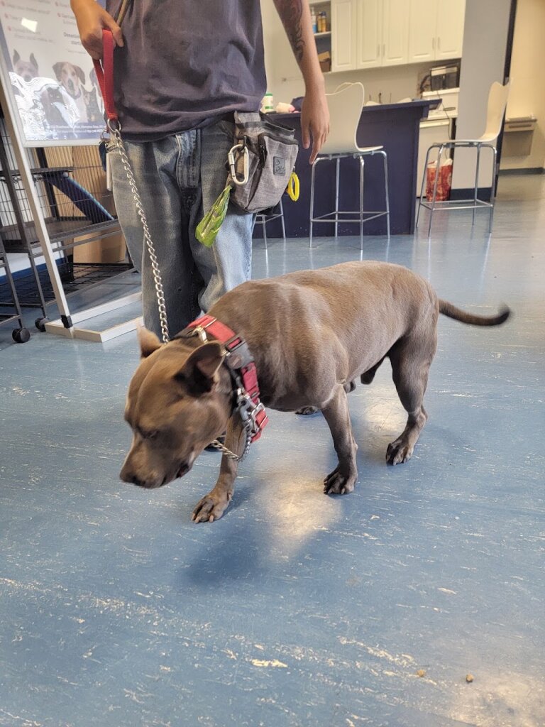 Southampton Animal Shelter Foundation in Hampton Bays, NY