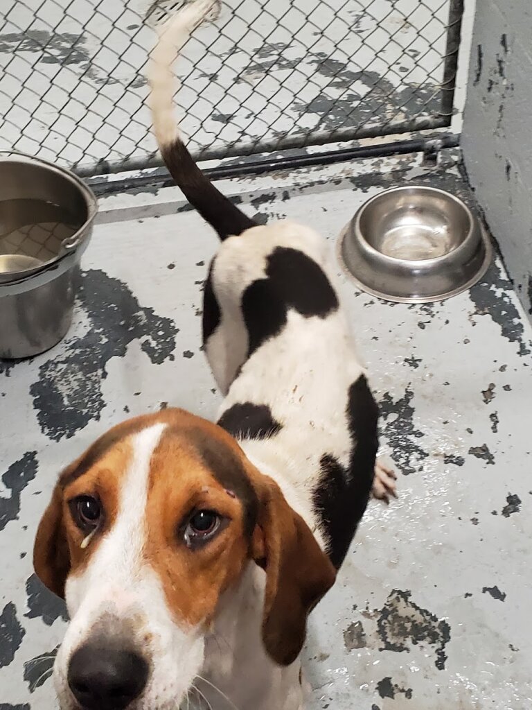 Southampton County Animal Control and Public Shelter in Courtland, VA