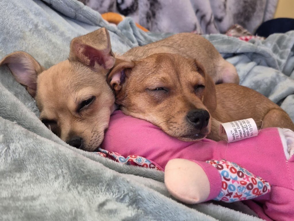 Southern Tier Animal Rescue in Friendship, NY