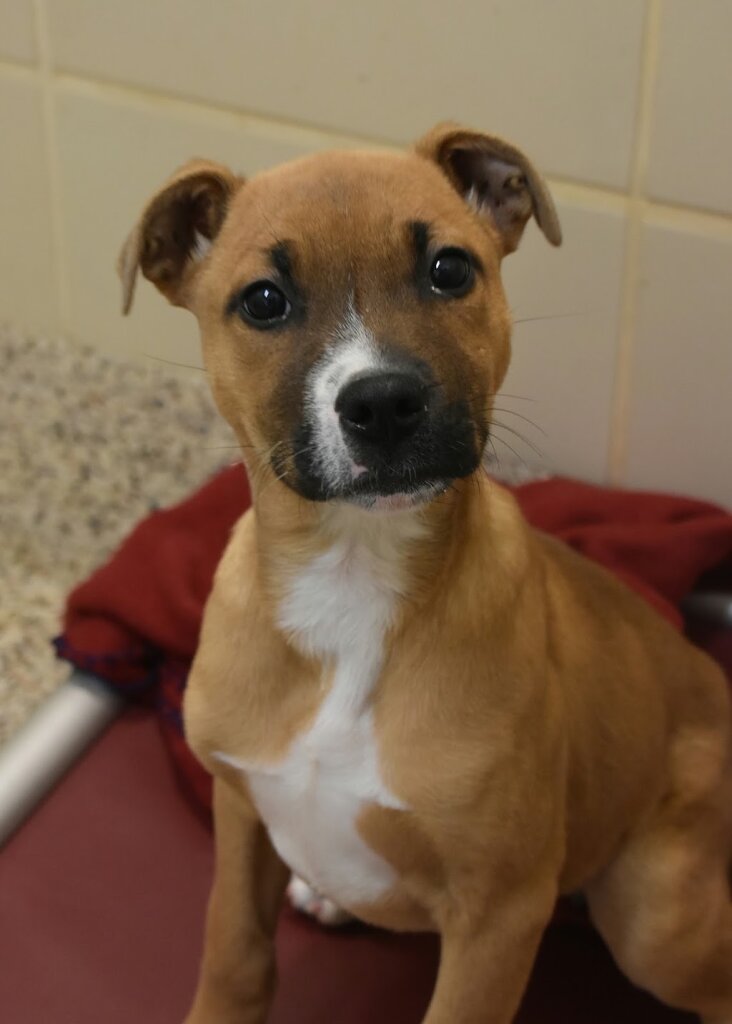 SPCA Albrecht Center for Animal Welfare animal shelter in Aiken, SC