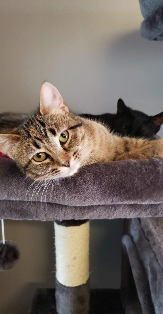 Spca-Allegany County animal shelter in Belmont, NY