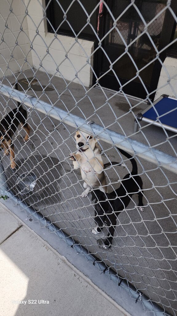 SPCA of Martinsville-Henry County animal shelter in Martinsville, VA