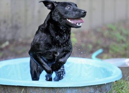 SPCA of Polk County Texas animal shelter in Livingston, TX
