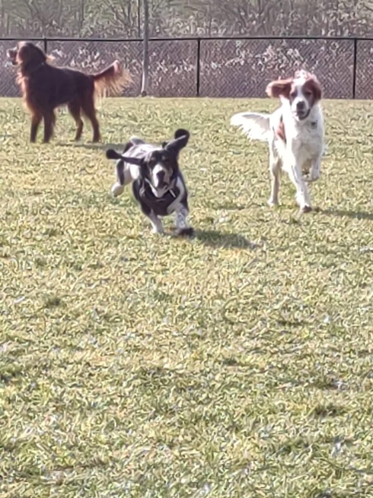 SPCA Simmonds Farm animal shelter in Cleves, OH
