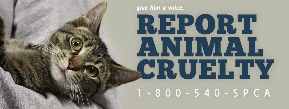 spcaLA Pet Adoption Center animal shelter in Los Angeles, CA
