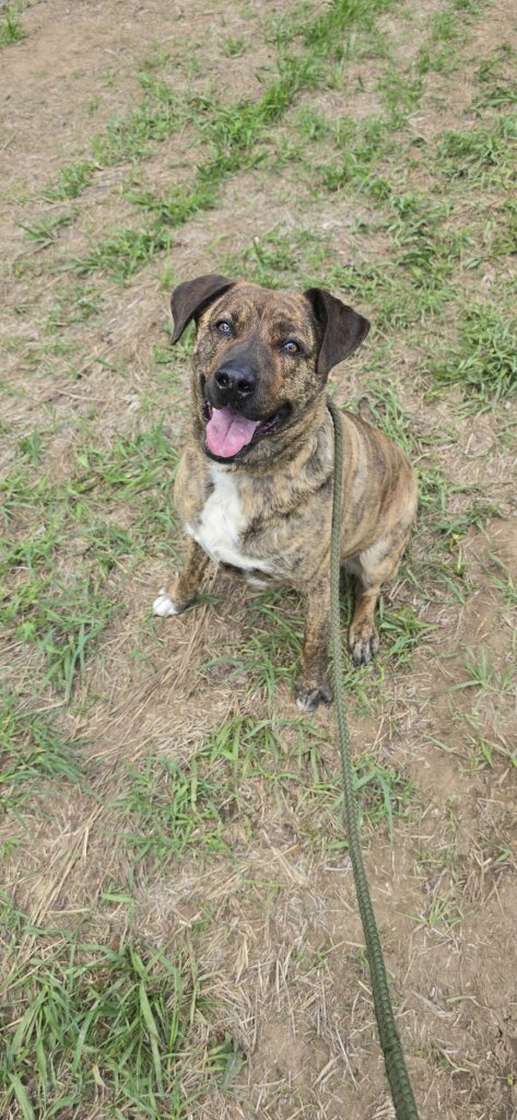Spirit Animal Sanctuary animal shelter in Boonville, NY