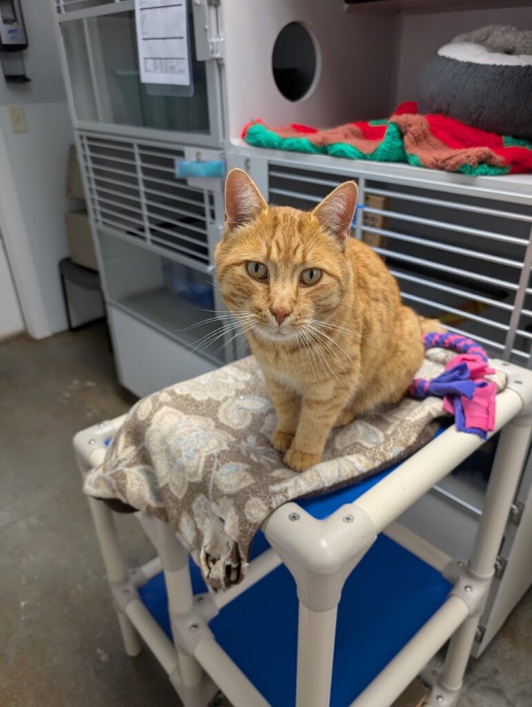 Stafford Animal Shelter in Livingston, MT