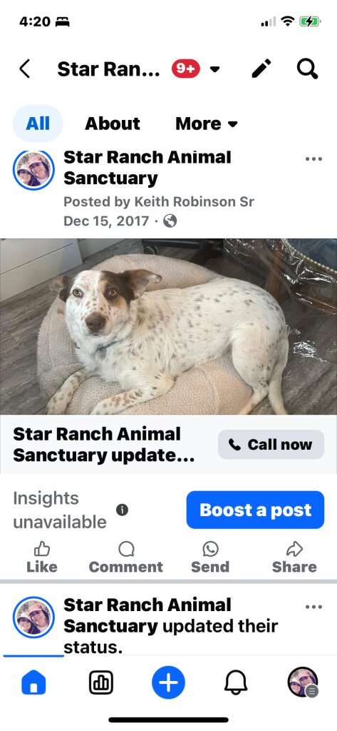 Star Ranch Animal Sanctuary animal shelter in Concho, AZ