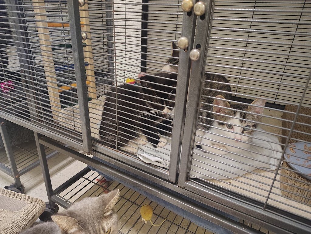 START II animal rescue animal shelter in Englewood, NJ