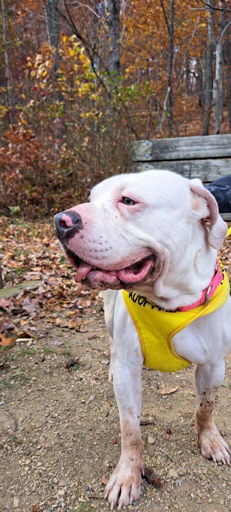Staunton-Augusta-Waynesboro Animal Shelter in Verona, VA