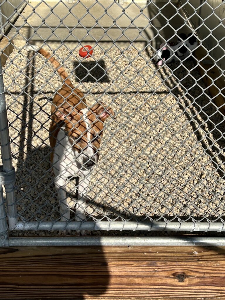 Sterling Animal Shelter in Sterling, MA