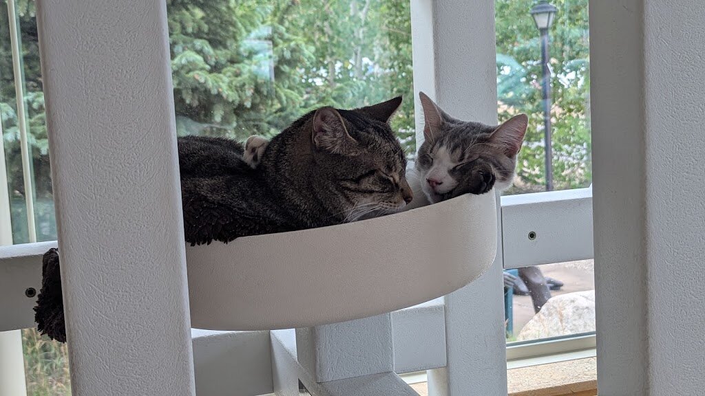 Summit County Animal Control and Shelter in Frisco, CO