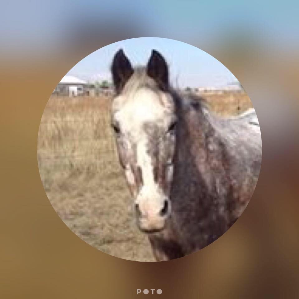 Sundance Rescue animal shelter in Peyton, CO