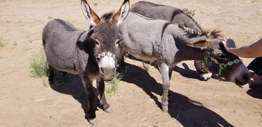 Sunflower Sanctuary Animal Rescue animal shelter in Tijeras, NM