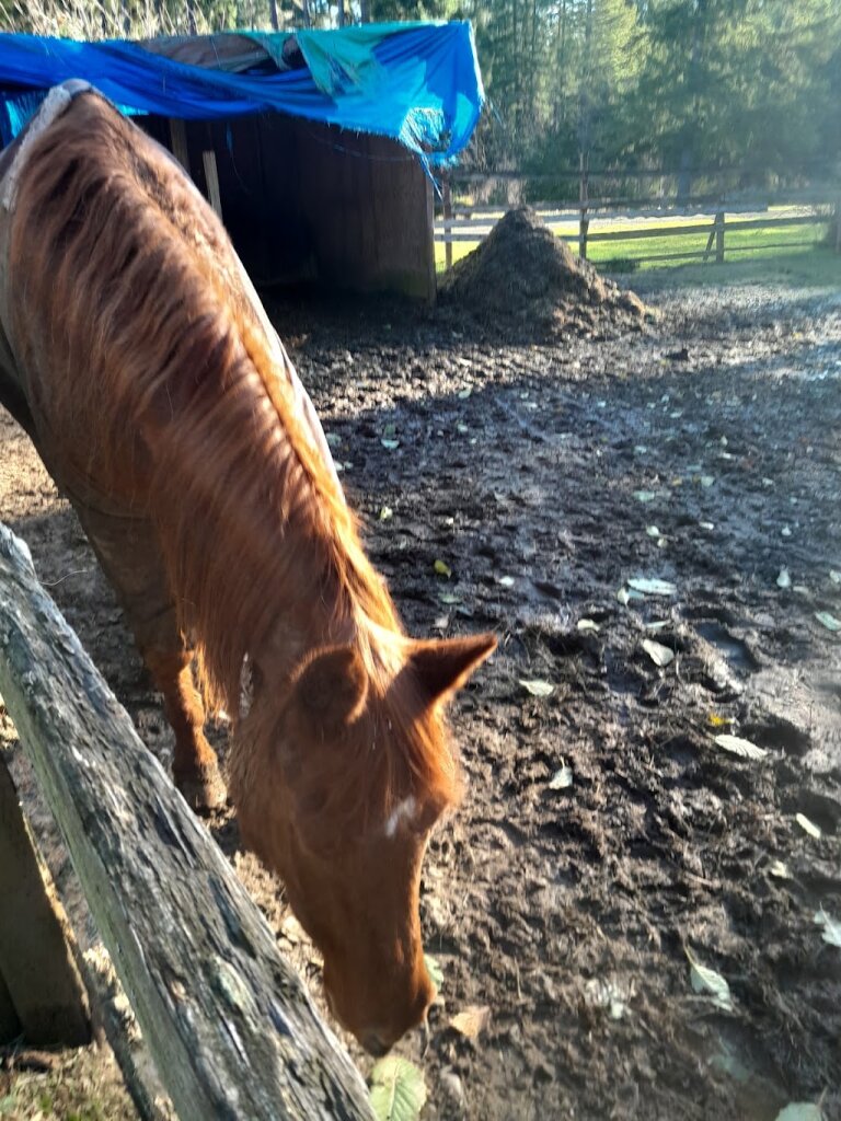 Sunrise Equine Rescue in Grapeview, WA