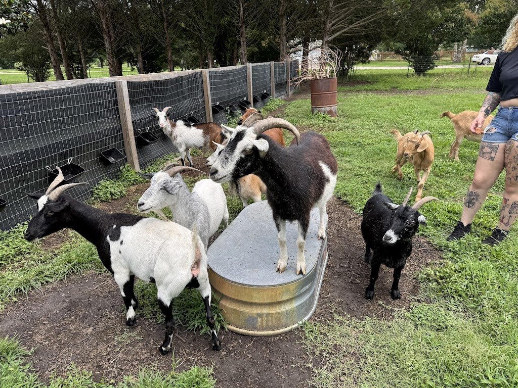 Sunrise Farm and Animal Sanctuary animal shelter in Moyock, NC