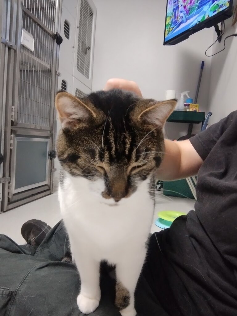Super Heroes Humane Society animal shelter in Oneonta, NY