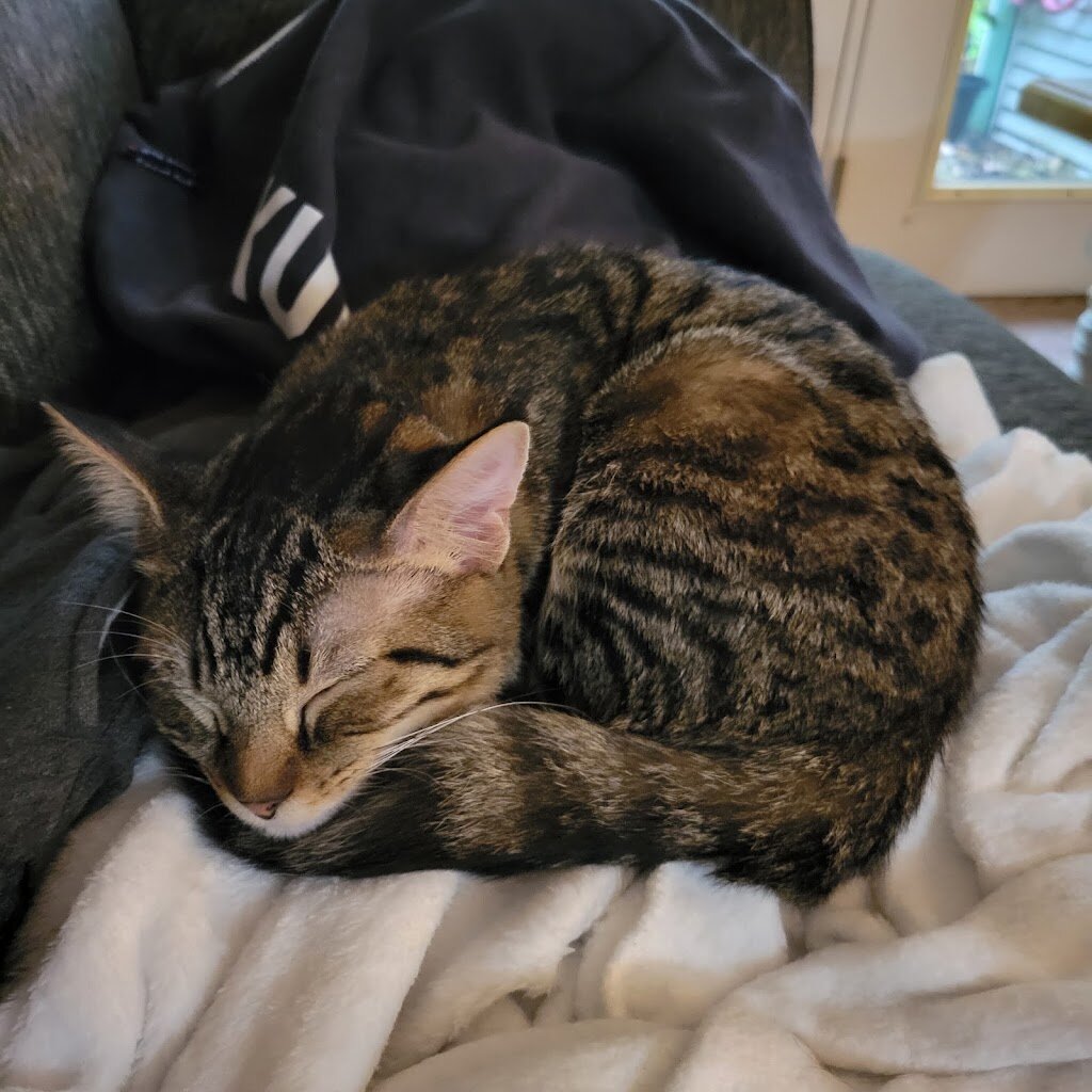 Tabby Tails Cat Rescue animal shelter in Custar, OH
