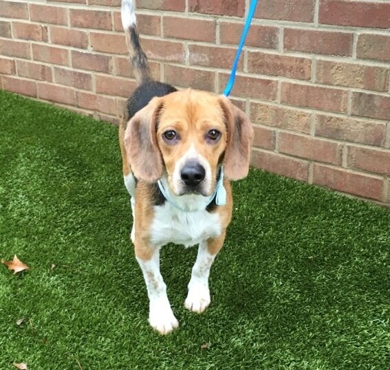 Tall Tails Beagle Rescue in Mechanic Falls, ME