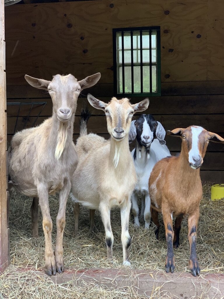 Tamerlaine Sanctuary & Preserve NJ animal shelter in Montague, NJ
