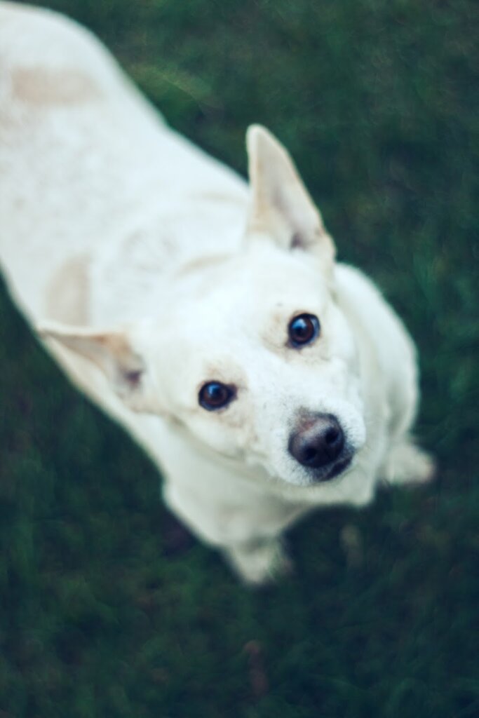Tarboro Animal Shelter in Tarboro, NC