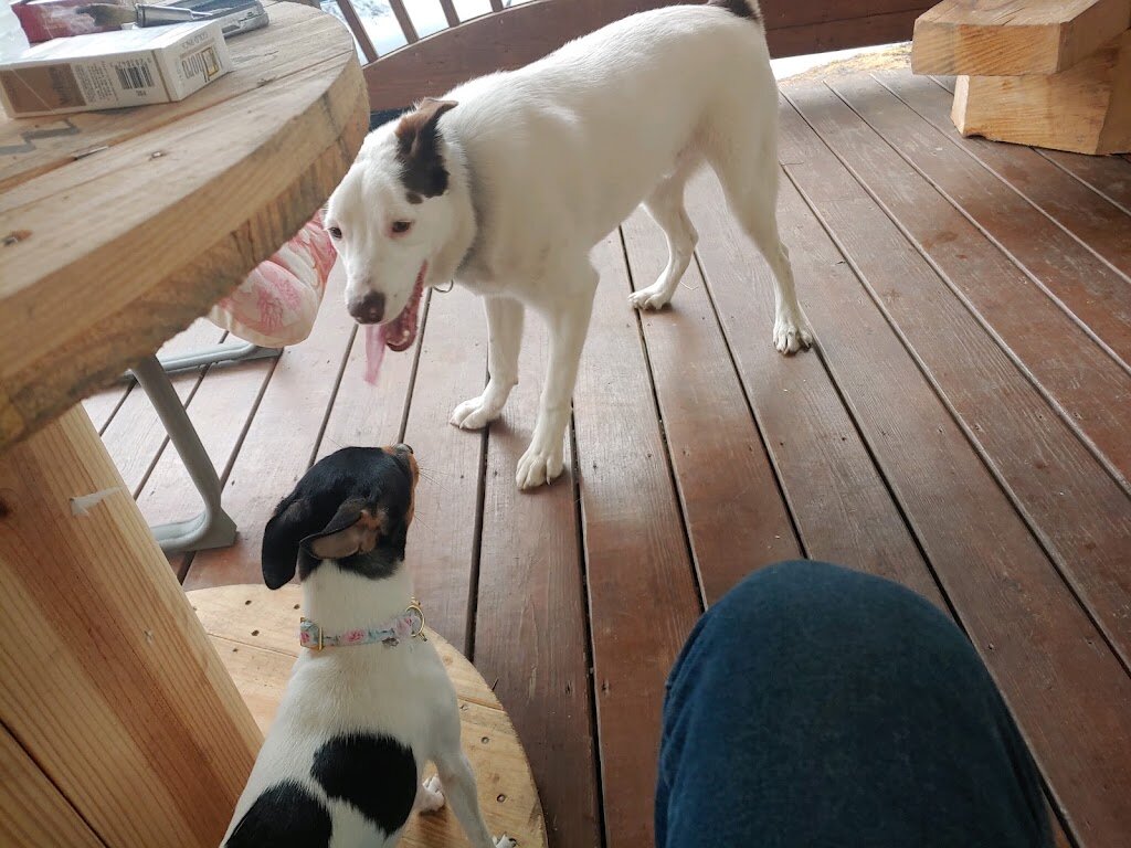 Teacher's Pet Rescue in Coudersport, PA