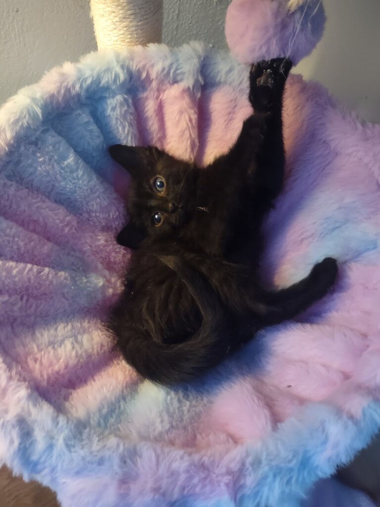 Terry's Toddlers Stray Cat Rescue in Terry, MT