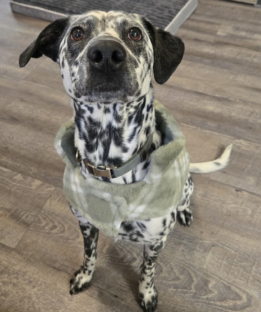 Teton County Animal Shelter in Jackson, WY