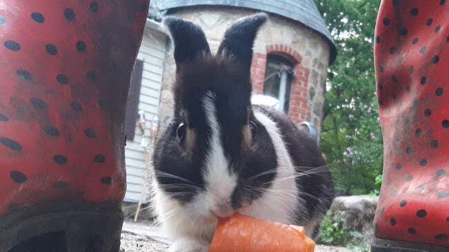 TevaLand Sanctuary Farm animal shelter in Hillburn, NY