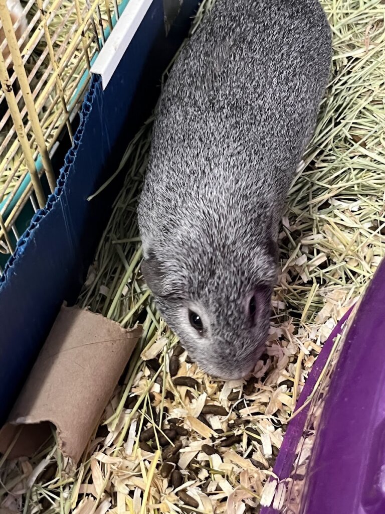 Texas Rustlers Small Animal Rescue animal shelter in Lewisville, TX