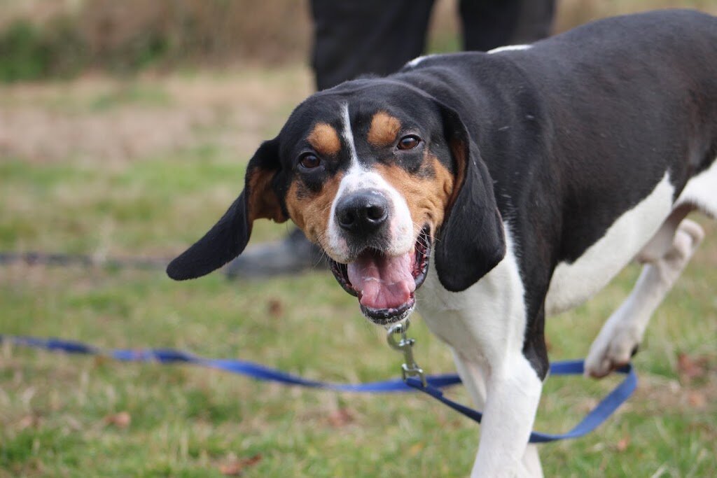 The Animal Care Shelter for Kent County in Chestertown, MD