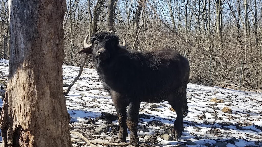 The Barnyard Sanctuary animal shelter in Blairstown, NJ