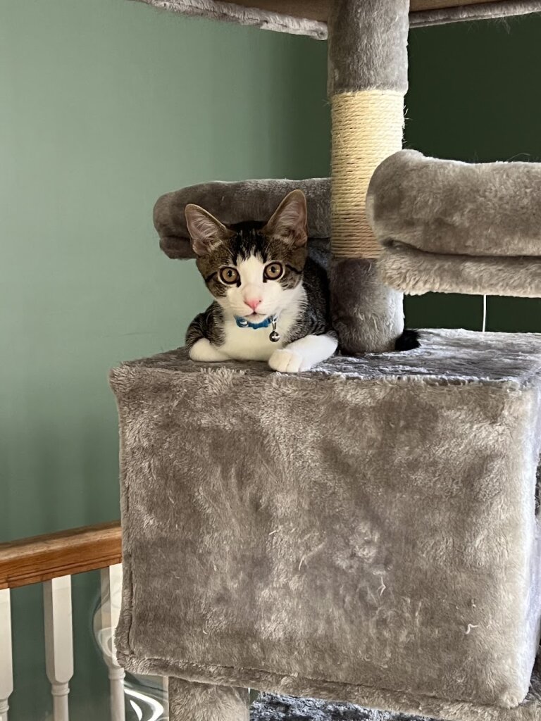 The Bridge Home No Kill Animal Rescue animal shelter in Blountville, TN