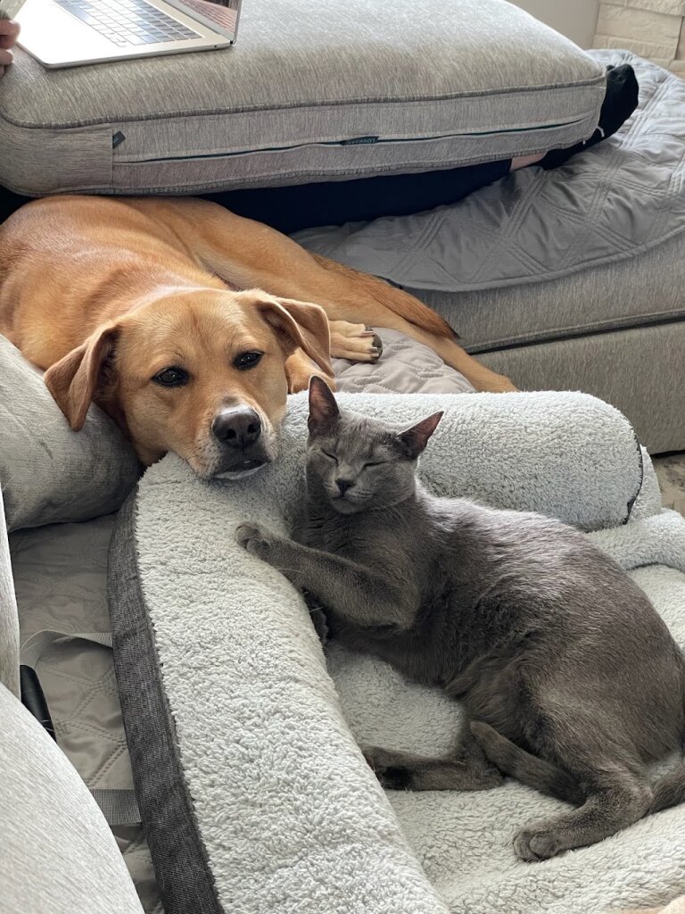 The Cat's Pawjamas Rescue in Albany, WI