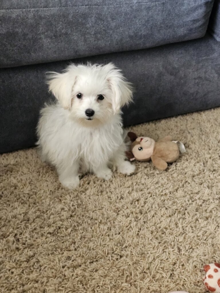 The Charlie Project Dog Rescue in Twin Lakes, WI