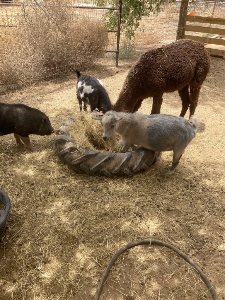 The Gud Ark Animal Sanctuary animal shelter in Maricopa, AZ