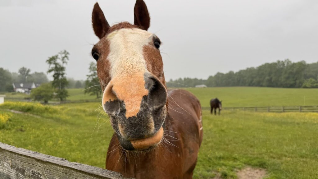 The Hatton Animal Rescue Foundation in Glenelg, MD